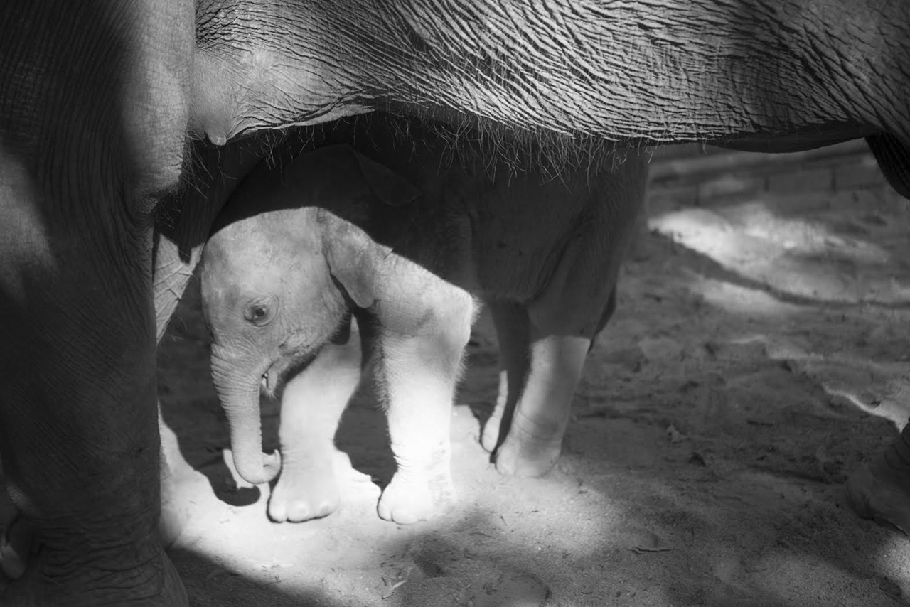 Elephant Calf Thailand, 2013 Photo by Laurie Lynn Stark